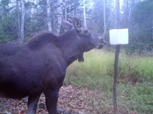 chasse orignal pourvoirie maxime