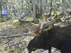 orignal dans le bois